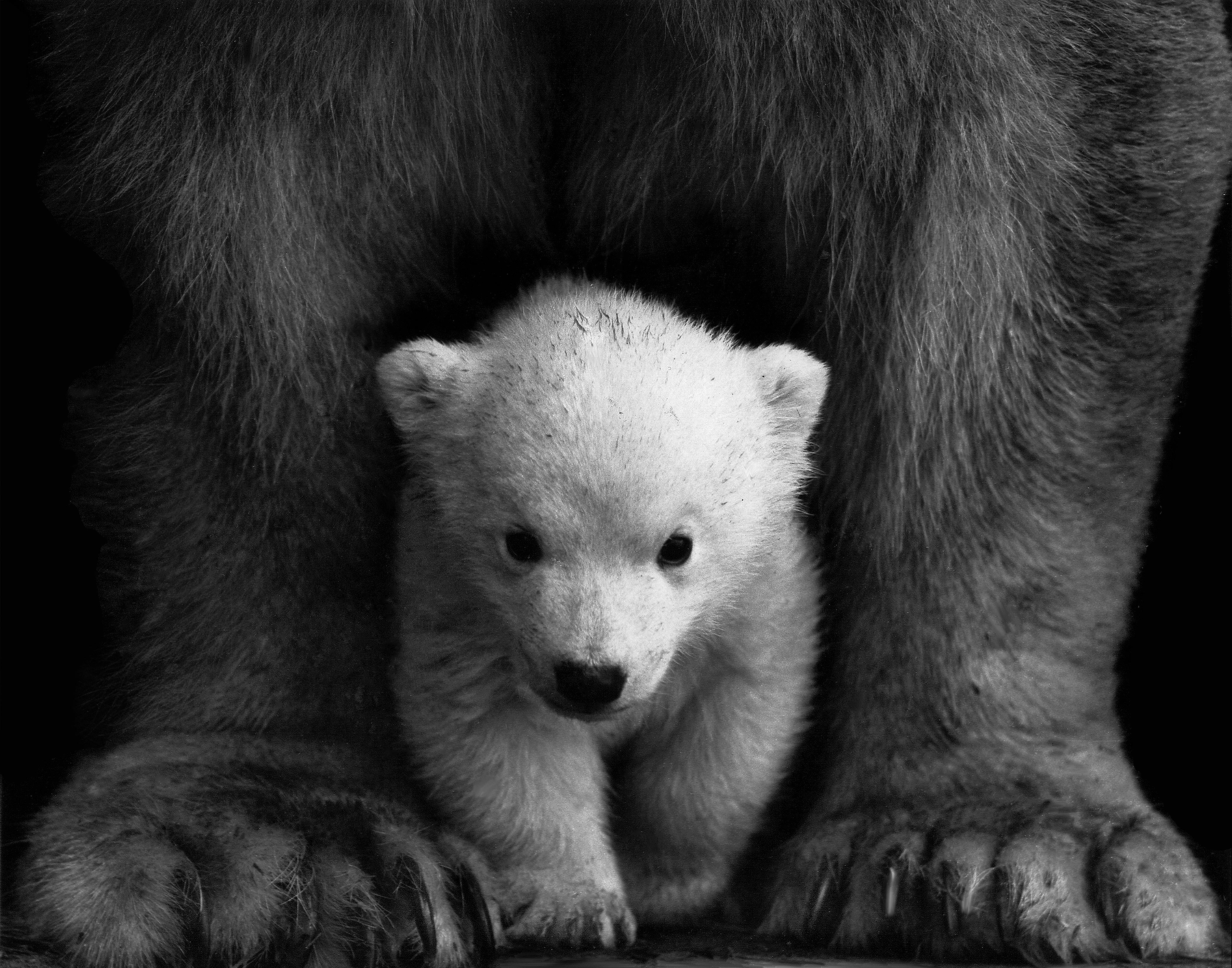 baby bear